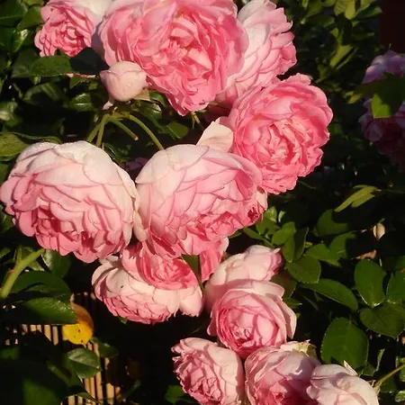 Bed&Breakfast Engen Frühstückspension 3*