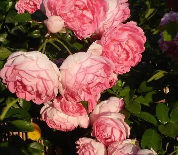 Bed & Breakfast Engen Nocleg ze śniadaniem 3*